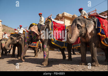 Indischer Elefant (Elephas maximus indicus), Elephantidae, im Amber Fort, Amer, Jaipur, Rajasthan, Jaipur, Indien Stockfoto