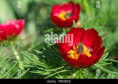 Bee in Blüte Paeonia tenuifolia closeup Stockfoto