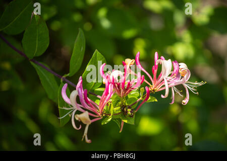 Trompete Geißblatt blühen in hellem Sonnenlicht. Stockfoto