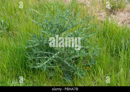 Ein Speer Distel, Cirsium vulgare, Unkraut Werk Spindelverlängerung wächst auf einer Wiese, Weide, Berkshire, April Stockfoto