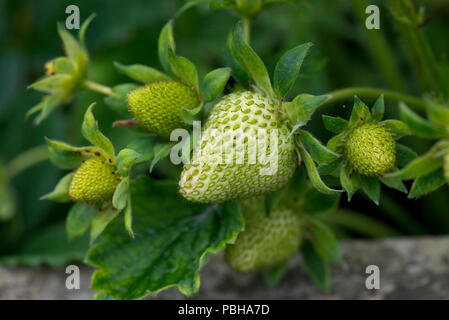 Grüne, Unreife Früchte, Erdbeere FRAGARIA X ANANASSA, Aggregate Zubehör Obst mit externen achenes, Berkshire, Mai Stockfoto