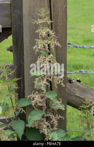 Blühende Brennnessel, Urtica dioica, gegen ein Tor post, Berkshire, Mai Stockfoto