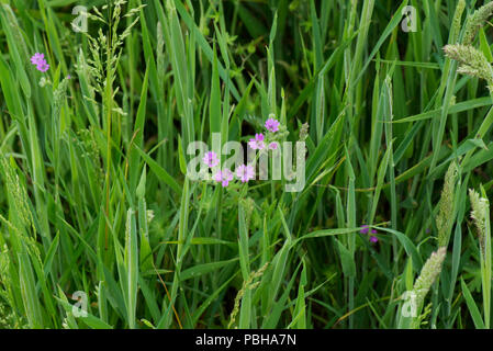 Der taube Fuß - Krane - Bill, Geranium Molle, blühende rosa Geranien im langen Gras, Berkshire, Mai Stockfoto