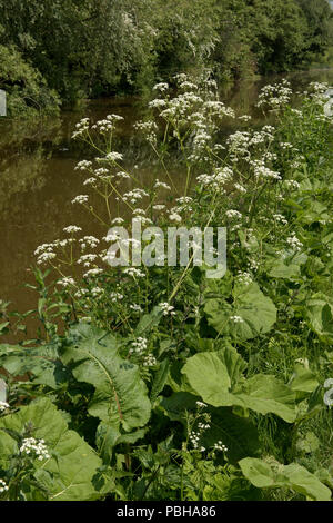 Kuh Petersilie, Anthriscus sylvestris, Blüte durch die Kennet und Avon Kanal in Newbury, Berkshire, Mai Stockfoto