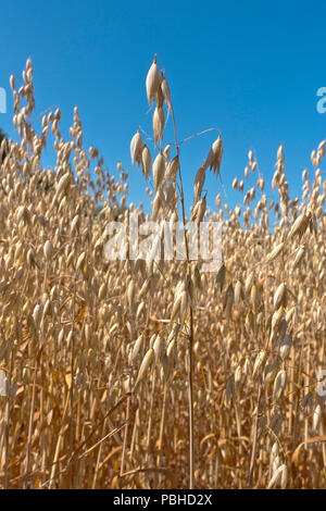 Oat Feld mit reduziertem Kornertrag aufgrund der extremen Trockenheit im Sommer 2018. Kernel Größe reduziert. Rekordverdächtige Sommer Hitze und Dürre. Stockfoto