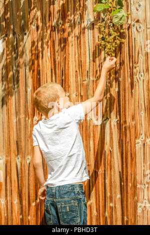 Ein Junge erreicht hohe Beeren aus einem Busch wächst über einen Zaun zu nehmen Stockfoto