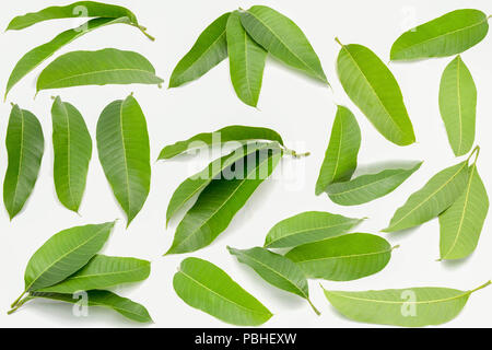 Grüne mango Blätter auf weißem Hintergrund und Textur. Stockfoto