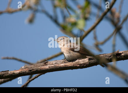 Garden Warbler, Sylvia Borin, einzelne Erwachsene singen von Baum. Mai. Lea Valley, Essex, Großbritannien. Stockfoto