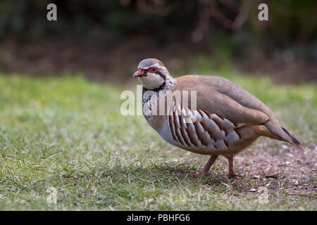 Red-legged Partridge, alectoris Rufa, einzelne Erwachsene gehen in den Garten. März berücksichtigt. Lea Valley, Essex, Großbritannien. Stockfoto