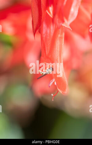 Makro einer Hoverfly (Toxomerus Marginatus) Pollen sammeln auf eine helle rote Blume Stockfoto