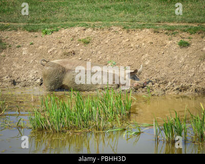 Single big pig Ausruhen und Sonnenbaden auf der Sonnenterrasse im Schlamm Stockfoto