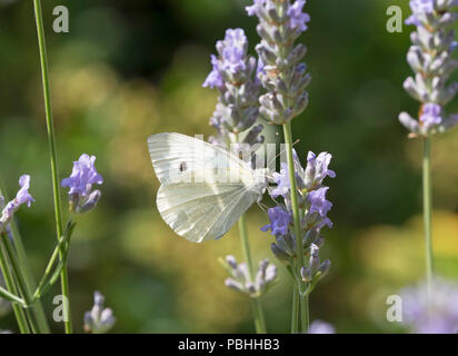 Großer weißer Schmetterling, Pieris brassicae, alleinstehenden Fütterung auf Lavendel Worcestershire, Großbritannien Stockfoto