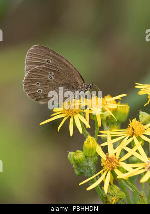 Ringelwürmer Schmetterling, Aphantopus hyperantus, alleinstehenden Fütterung auf gelben Blüten von Ragwort, Cardamine pratensis, Worcestershire, Großbritannien. Stockfoto
