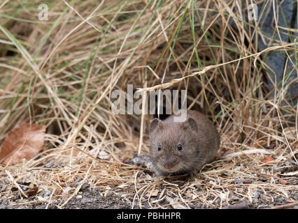 Bank Vole, Clethrionomys glareolus, Alleinstehende, die sich aus der Unterseite der Hecke. Worcestershire, Großbritannien Stockfoto