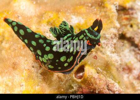 Ennoia dorit Nacktschnecken, neon Slug, Nembrotha kubaryana bewegt sich auf Coral von Bali Stockfoto