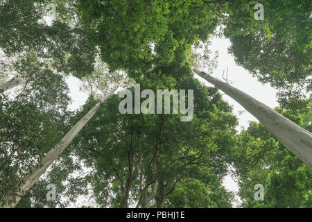 Rain Forest canopy oben stürzender Linien von Eukalyptus Baumstämme in Schwarz und Weiß Stockfoto
