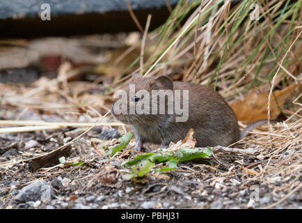 Bank Vole, Clethrionomys glareolus, Alleinstehenden an der Basis der Hecke. Worcestershire, Großbritannien Stockfoto