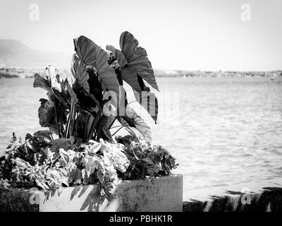 Blumentopf auf See mit Leman See auf einem Hintergrund. Stockfoto