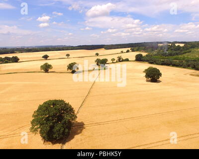 Öffentlichen Fußweg Kreuzung Gerste Getreidefelder in West Sussex während der Hitzewelle im Sommer 2018. Bild nehmen, die von einer Drohne an über 200 ft Höhe. Stockfoto