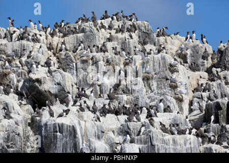 Trottellumme Uria aalge Kolonien Verschachtelung auf Rock Aufschlüsse Heften Insel Farne Insel Northumberland, Großbritannien Stockfoto