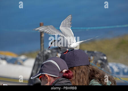 Küstenseeschwalbe Sterna Paradisaea sitzen auf Fotografen hat blue sky Inner Farne Farne Islands Northumberland, Großbritannien Stockfoto