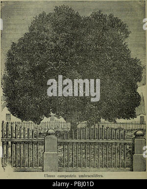 1787 Ulmus campestris umbraculifera Stockfoto