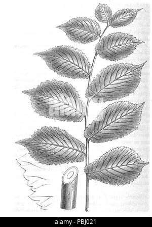 1787 Ulmus Montana superba. Morren (1848) Stockfoto
