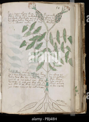 1824 Voynich Manuskript (107) Stockfoto