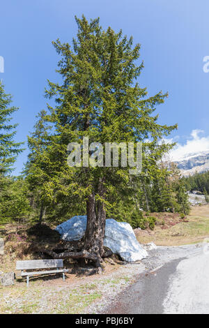 Panorama der Alpen auf einem Wanderweg in der Nähe von Kandersteg Schweiz Stockfoto