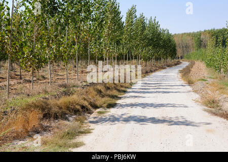 Straße zwischen Pappel in Fuente Vaqueros, Andalusien, Granada, Spanien Stockfoto