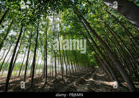 Poplar Forest in Fuente Vaqueros, Granada, Andalusien, Spanien Stockfoto