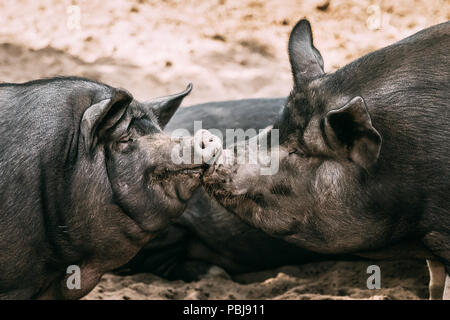 Zwei Haushalt Schweine genießt Küssen Einander in Hof. Große schwarze Schwein ruht im Sand. Schweinehaltung. Stockfoto