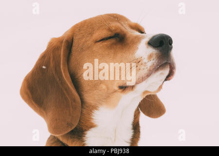 Close Up Portrait von wunderschönen Welpen von Englisch Beagle mit geschlossenen Augen im Winter Tag. Stockfoto