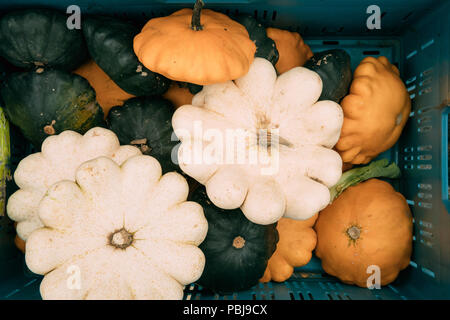 Kürbisse in verschiedenen Größen, Farben und Formen liegen in Fach. Blick von oben auf die Reife Gemüse. Herbst Ernte Konzept. Stockfoto