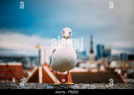 Tallinn, Estland. White Hat lockenden Möwe auf Aussichtsplattform auf Hintergrund Altstadt. Stockfoto