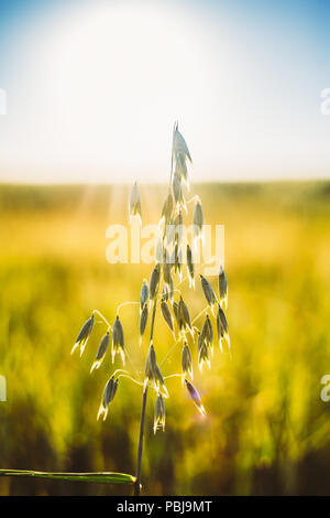 Nahaufnahme von Oat Röschen in Grün Junge Oat Plantage im Feld. Stockfoto