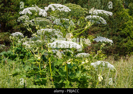 Cow parsnip blüht im Sommer Stockfoto