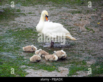 Ein höckerschwan Cygnus olor auf einem Hafenbecken bei Ebbe mit sechs Cygnets Stockfoto