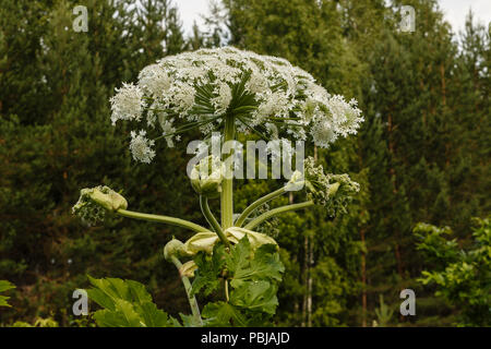 Cow parsnip blüht im Sommer Stockfoto