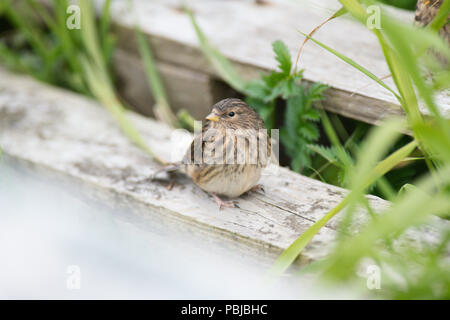 Twite (Carduelis flavirostris) unter den Trümmerteilen von Leuchtturm Sumburgh, Shetland Stockfoto