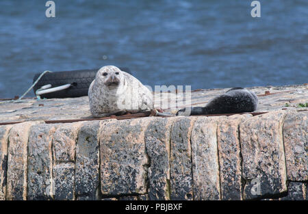 Gemeinsame oder Seehunde (Phoca vitulina) mit Welpe, Sandwick, Shetland Stockfoto