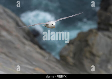 Northern Eissturmvogel (Fulmarus glacialis) im Flug, Sumburgh, Shetland, Großbritannien Stockfoto