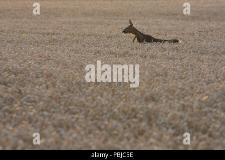La Milana, Spanien. 27. Juli, 2018. Eine Europäische Reh abgebildet auf einem Weizenfeld in der Nähe des kleinen Dorfes von 'La Milana', im Norden von Spanien. Credit: Jorge Sanz/Pacific Press/Alamy leben Nachrichten Stockfoto