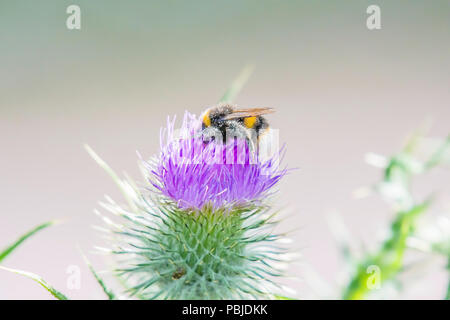 Bumblebee bedeckt mit Pollen sammeln Nektar von Violett thistle Blume wächst auf Wiese in Großbritannien. bunte, helle Natur Bild mit Platz für Kopieren. Stockfoto