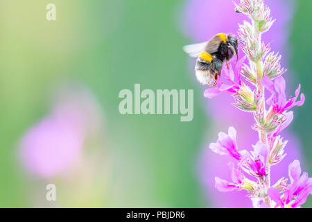 Hummel fliegen in Richtung lila Blumen wachsen auf Sommer Wiese mit seiner Zunge heraus bereit Nektar zu sammeln. Farbenfrohe natur Bild mit Platz für Kopieren. Stockfoto