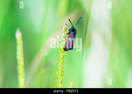 Six-spot Burnet, Zygaena Filipendulae, bunten Falter mit roten Flecken auf schwarzem Flügel, sitzen auf Pflanze, die auf britischen Wiese im Sommer. Natur uk. Stockfoto