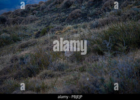 Große juvenile männlichen Patagonischen Puma mit in das Gras an der Seite des Hügels. Stockfoto