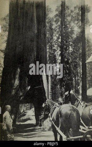 1837 Wawona Baum, Mariposa Big Tree Grove Stockfoto