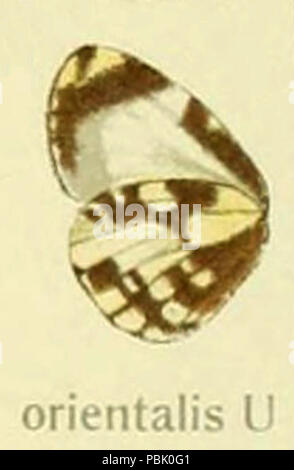 1141 Orientalis inSeitz 1918 Stockfoto