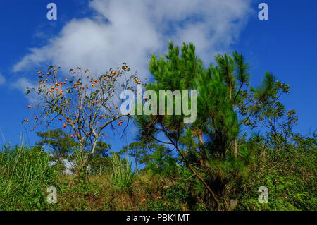 Japanische persimone Baum (Kaki) mit Früchten wachsen in einem Garten. Stockfoto